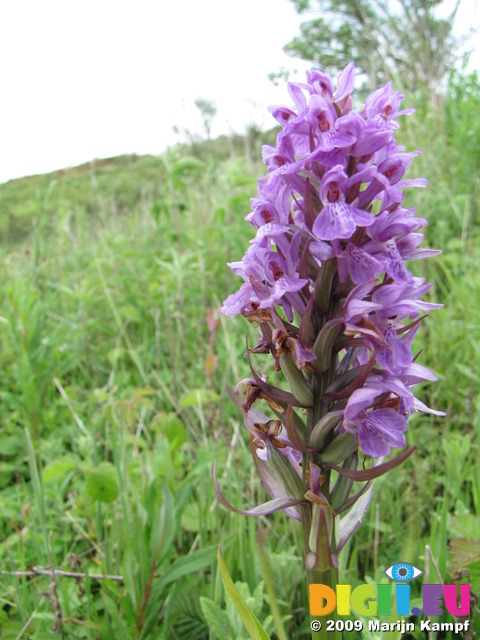 SX06798 Southern Marsh Orchid (Dactylorhiza praetermissa)